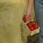 Mobile Preview: Bio Tomaten Reifevlies, Schlauchware "planto pro"